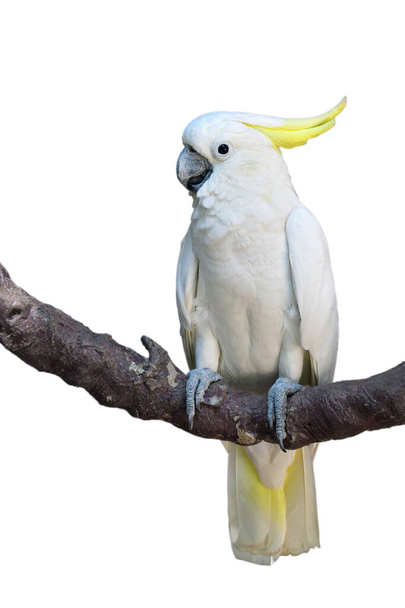 La cacatúa de cresta de azufre (Cacatua galerita) posada sobre una rama aislada sobre fondo blanco. - Foto, imagen