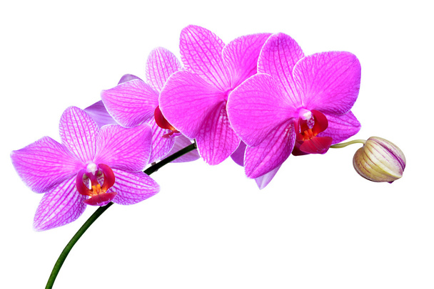 orchidea viola
 - Foto, immagini
