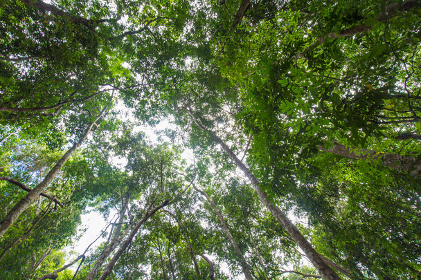 Vihreä trooppinen sademetsä uprisen näkymä aurinkoinen päivä luonto maisema - Valokuva, kuva