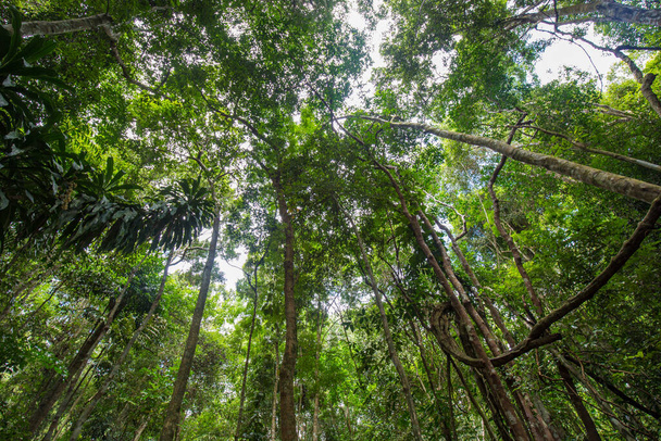 Vihreä trooppinen sademetsä uprisen näkymä aurinkoinen päivä luonto maisema - Valokuva, kuva