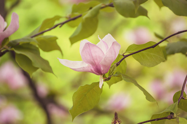 Magnolia spring flowers - Фото, изображение