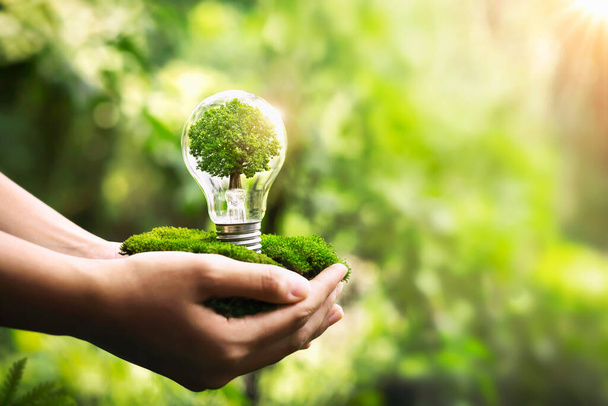 hand holding light bulb with tree growing and sunshine in nature. save energy and protect environment eco concept - Fotó, kép
