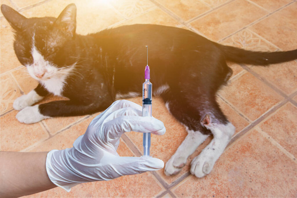 Veterinerler ellerinde şırıngayla aşı olmaya hazırlar, veterinerler evde hasta bakterilere iğne yapıyorlar. - Fotoğraf, Görsel