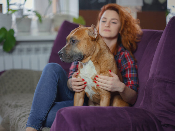 Happy woman petting her merican staffordshire terrier on couch at home in living room. pet and owner having good time together at home, living room interior, - Фото, изображение