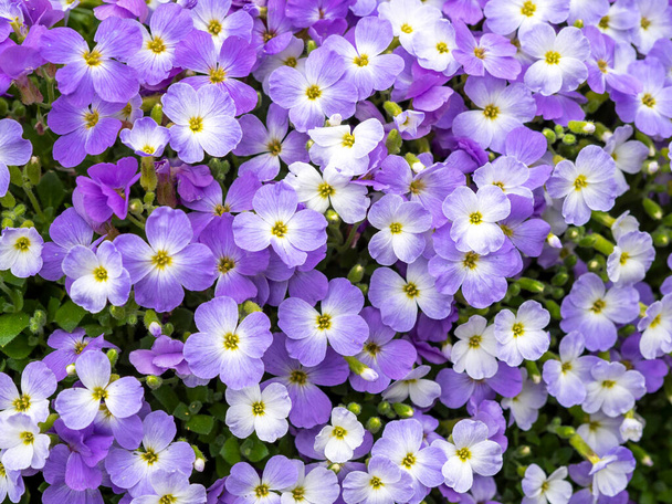 Zbliżenie Aubrieta kwiaty Regado niebieski Bicolor - Zdjęcie, obraz