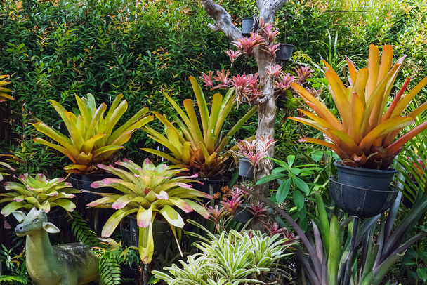 Többszínű bromeliád, színes bromeliád levelek, trópusi növények a zöld ház kerti dekoráció. Színes Neoregelia növény lakberendezésre. Gyönyörű Neoregelia bromeliád növények a parkban. - Fotó, kép