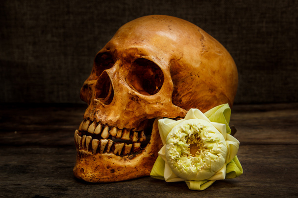 Still life with a skull human. - Фото, изображение