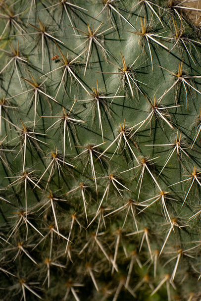 Green Cactus plant with spines and spike. - Foto, imagen