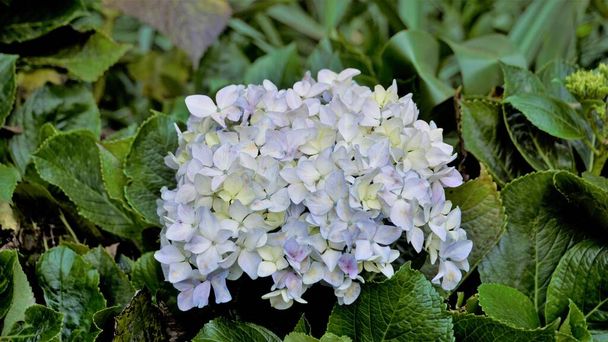 Beautiful closeup view of flowers of Hydrangea macrophylla with natural green background. - Foto, Imagem