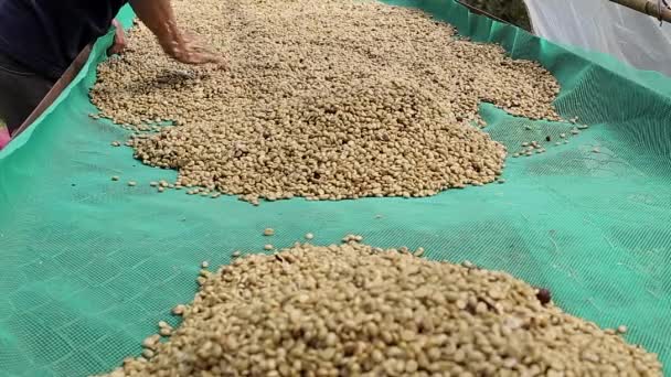 Ręce przesiewania suszenia ziaren kawy przez hodowcę kawy. Ziarna kawy wysychają na farmie kawy - Materiał filmowy, wideo