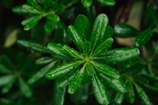 Green leaves with dew drops, as nature background - Photo, Image
