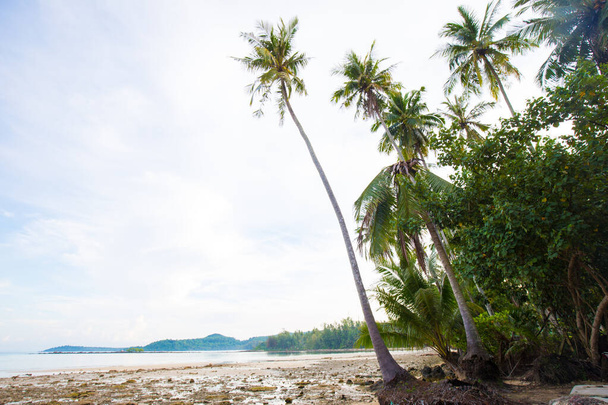 Tropikalna palma kokosowa na plaży morskiej przed błękitnym niebem krajobraz przyrody - Zdjęcie, obraz