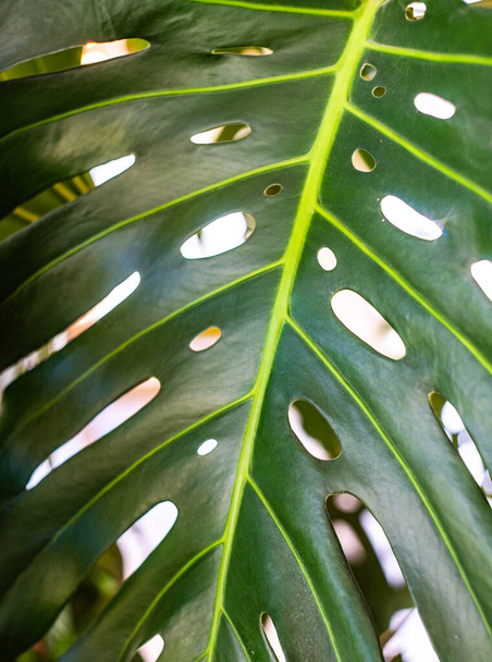 Close up of green monstera plant leaf - Fotoğraf, Görsel