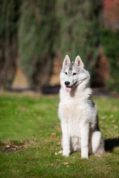 Beautiful gray siberian husky puppy in the park - 写真・画像