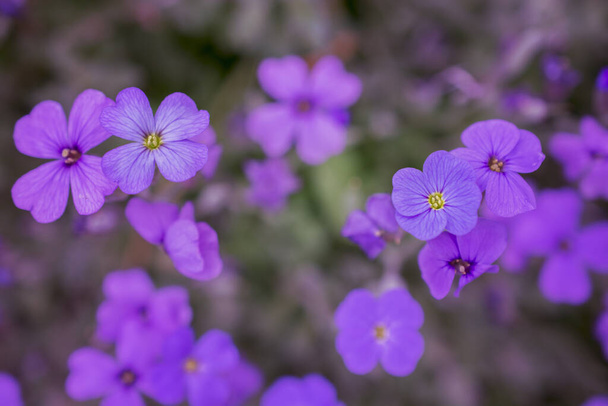 紫と青の花とオブリエタdeltoidea - 写真・画像