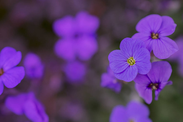 Deltoidea Aubrieta con fiori viola e blu - Foto, immagini