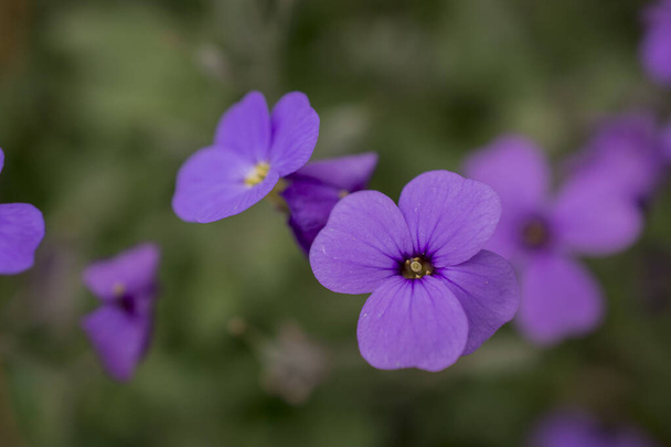 Aubrieta deltoidea z fioletowymi i niebieskimi kwiatami - Zdjęcie, obraz