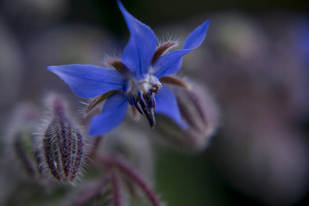 Close-up or Borage (Starflower), sometimes used in salads. - Photo, image