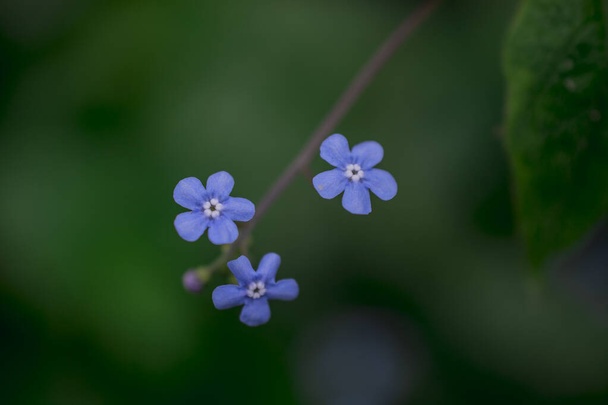 Myosotis alpestris - beautiful small blue flowers - forget me no - Photo, Image