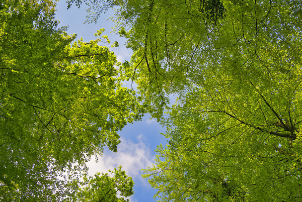 a great view up into the trees direction sky, sunstars, fresh green and blue sky, treetops - Photo, Image