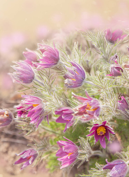 Flowers of Pulsatilla vulgaris at sunset or dawn in the sun, with motes and bokeh. Spring primroses with selective soft focus. Vertical photo - Photo, Image