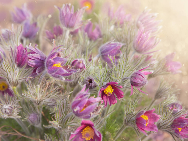 Flowers of Pulsatilla vulgaris at sunset or dawn in the sun, with motes and bokeh. Spring primroses with selective soft focus. - Photo, Image