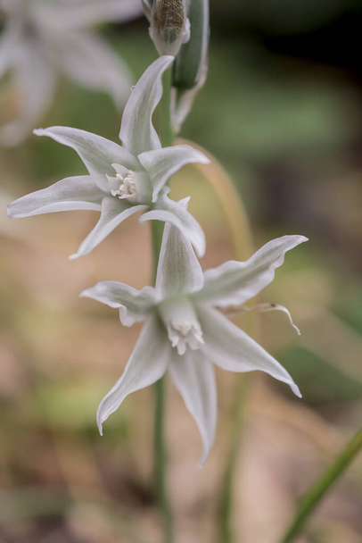 Close-up van een drie hoekige prei allium triquetrum bloem in bl - Foto, afbeelding