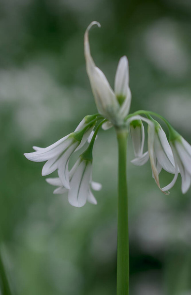 Close up of a three cornered leek allium triquetrum flower in bl - Foto, Imagen