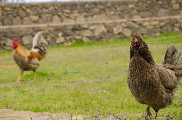 Hen and rooster in the background. - Photo, Image
