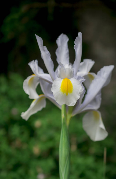 Jonge bloem witte Iris met de ongeopende Bud, een close-up - Foto, afbeelding