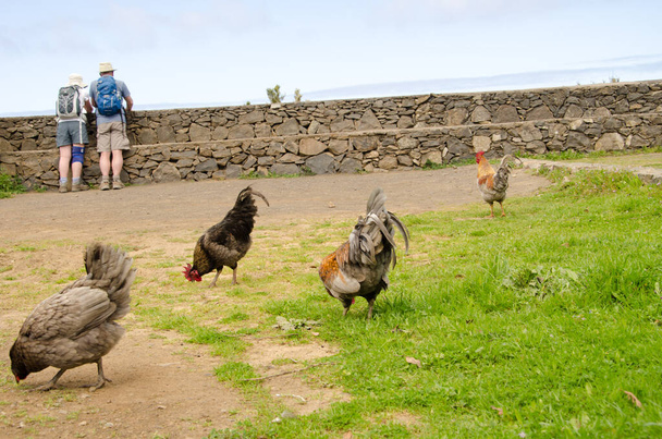 Chickens searching for food and two people in the background. - Photo, Image
