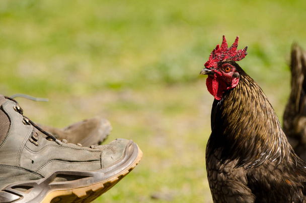 Rooster next to the legs of some hikers. - Photo, Image
