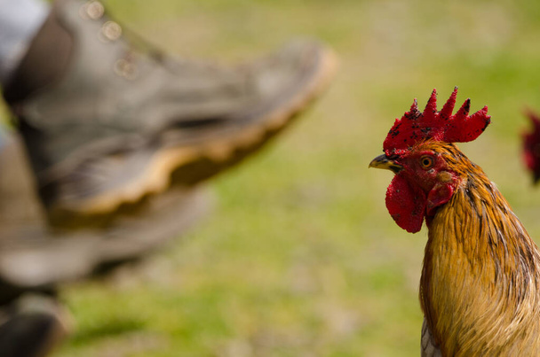 Rooster next to the legs of some hikers. - Fotoğraf, Görsel