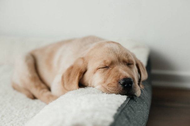 A cute beige Labrador Retriever puppy sleeps on a couch, hanging his muzzle. Funny pets - Photo, Image