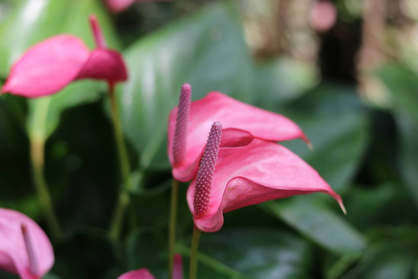 美しいピンクのアンスリウムの花の尾とぼやけた濃い緑色の葉 - 写真・画像