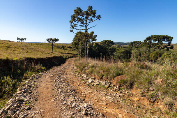 Farm road with field and Araucaria trees, Cambara do Sul, Rio Grande do Sul, Brazil - 写真・画像