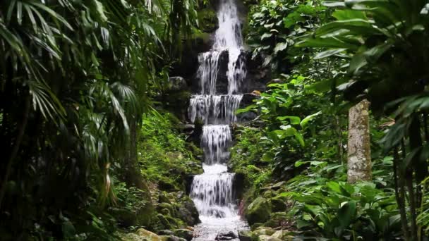 Beautiful waterfall located in the neighborhood of Horto in Rio de Janeiro, Brazil - Filmati, video