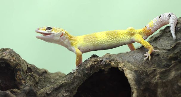 Un gecko léopard (Eublepharis macularius) pose dans un style distinctif. - Photo, image
