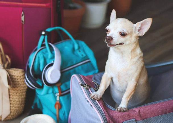 Πορτρέτο του καφέ σκυλιού chihuahua στέκεται σε ταξιδιωτική τσάντα μεταφοράς κατοικίδιων ζώων με αξεσουάρ ταξιδιού, έτοιμο να ταξιδέψει. Ασφαλές ταξίδι με ζώα. - Φωτογραφία, εικόνα