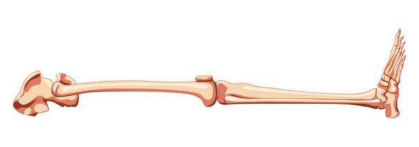 Spodní končetiny Lidská pánev s nohou, Stehna Nohy, kotníky Boční pohled z boku kostra. Anatomicky korektní 3D realistický byt - Vektor, obrázek