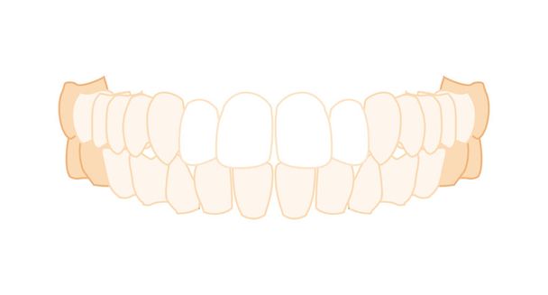 Строк зубів Закрити передній план черепа людини. Модель щелеп з зубами. Набір реалістичної площини. - Вектор, зображення