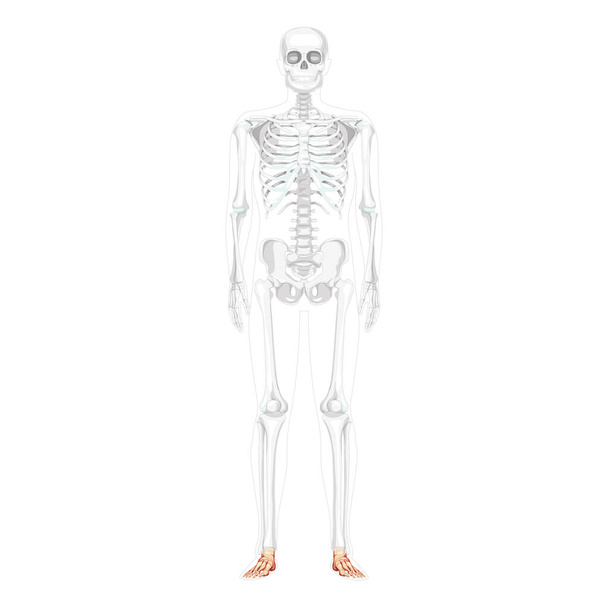 Stopa i kostka Szkielet Ludzki przód Przedni widok brzuszny z częściowo przezroczystą pozycją kości. realistyczne płaskie - Wektor, obraz