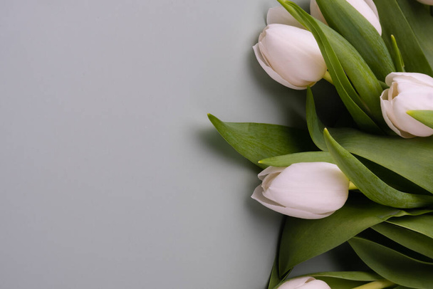 Fehér tulipán, halvány szürke háttérrel. Mockup a tavaszi üdvözlőkártyához. - Fotó, kép