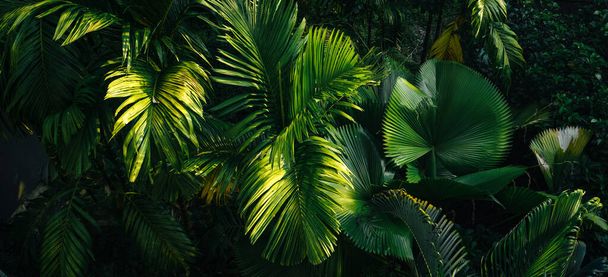 tropische Blätter und Bäume Hintergrund, Blätter in der Natur - Foto, Bild
