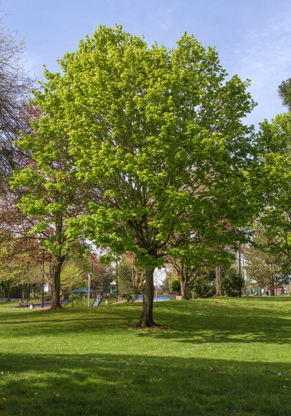 Az emberek élvezik a tavaszt egy nyilvános parkban Gresham Oregon.  - Fotó, kép