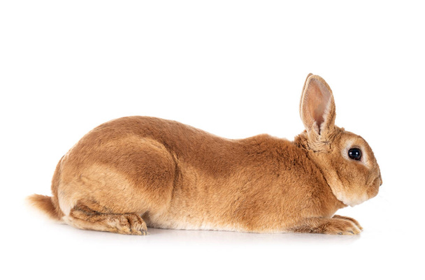 Рекс кролик перед білим тлом
 - Фото, зображення