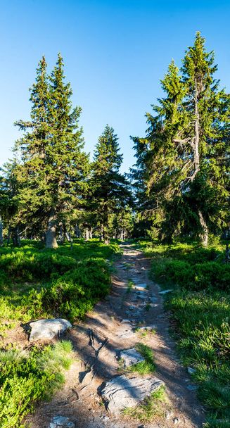 Hiking trail with trees around between Keprnik and Vresova studanka in Jeseniky mountains in Czech republic during summer evening with clear sky - Foto, Imagen