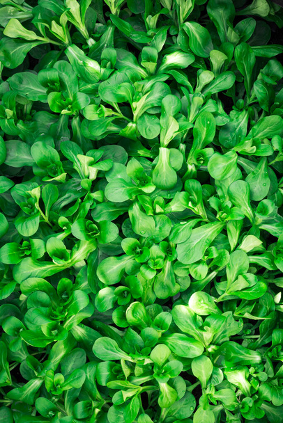 Volledige frame close-up van nat vers groen lam sla (valerianella) Valerianella locusta, maïs salade - Foto, afbeelding