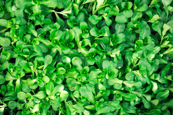 Pełna ramka zbliżenie mokrej świeżej zielonej jagnięciny? s sałata (valerianella) Valerianella locusta, sałatka kukurydziana - Zdjęcie, obraz