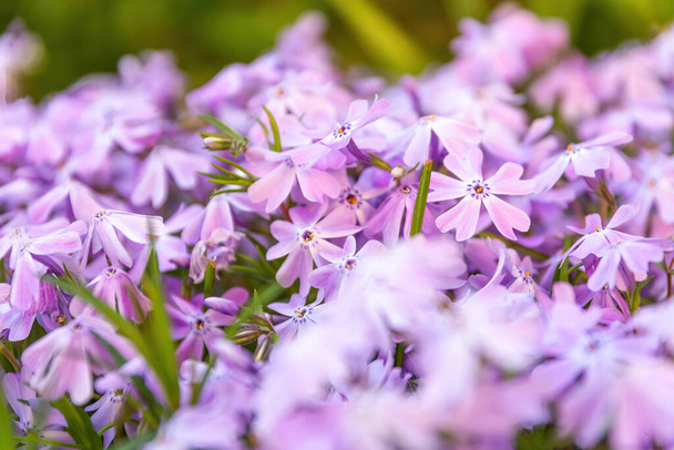 fialové květy phlox subulata na jaře ve selektivním ostření - Fotografie, Obrázek
